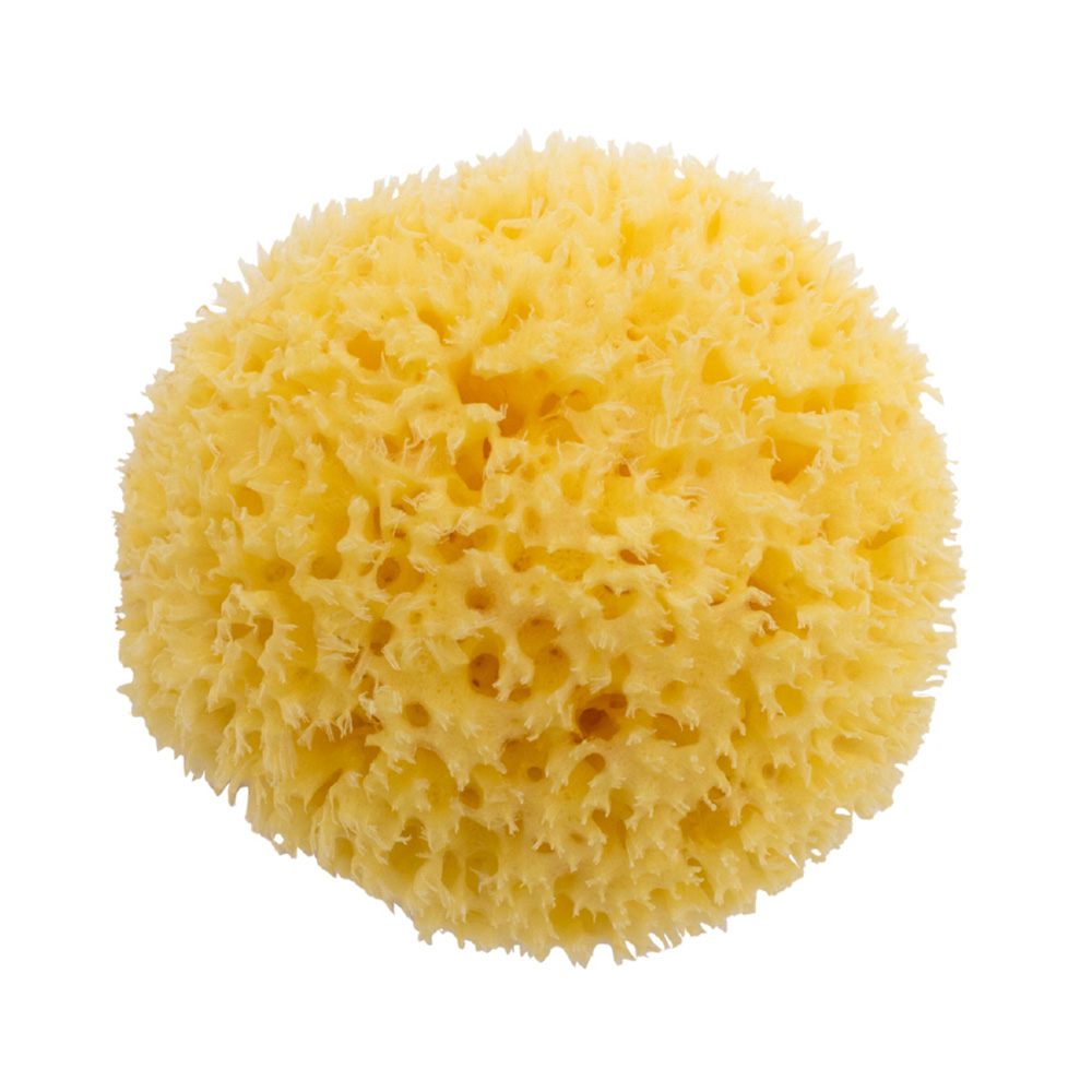 Bellini - Premium Natural Honeycomb Sea Sponge