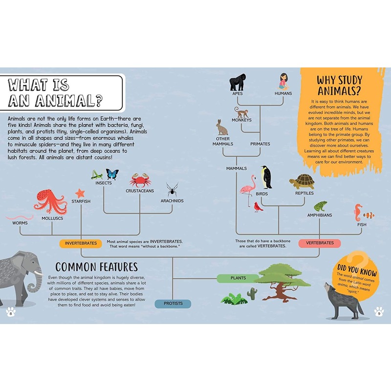 Big Questions for Little People - Animals