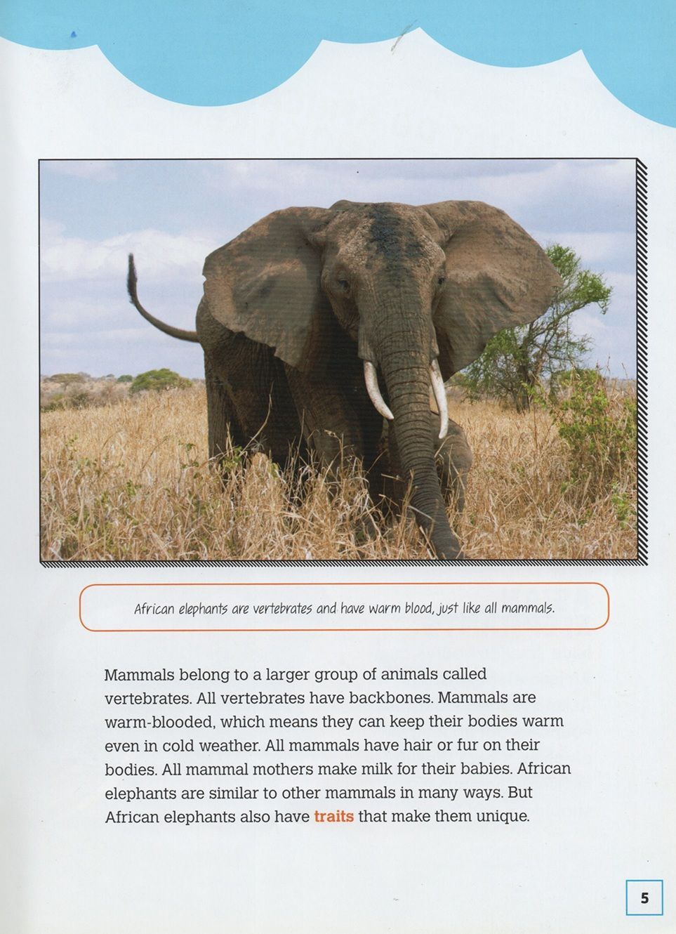 African Elephants: Massive Tusked Mammals